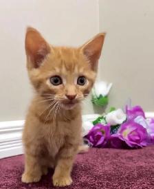 beautiful baby kittens - Photo 7