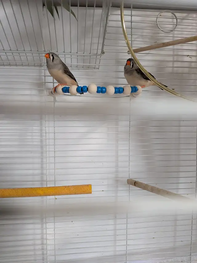 Oiseaux et cage