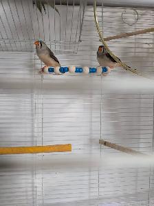 Oiseaux et cage