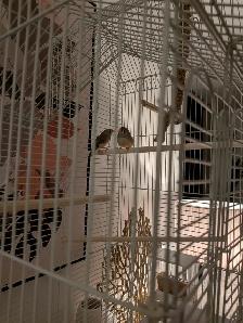 Oiseaux et cage - Photo 4