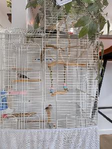 Oiseaux et cage - Photo 5