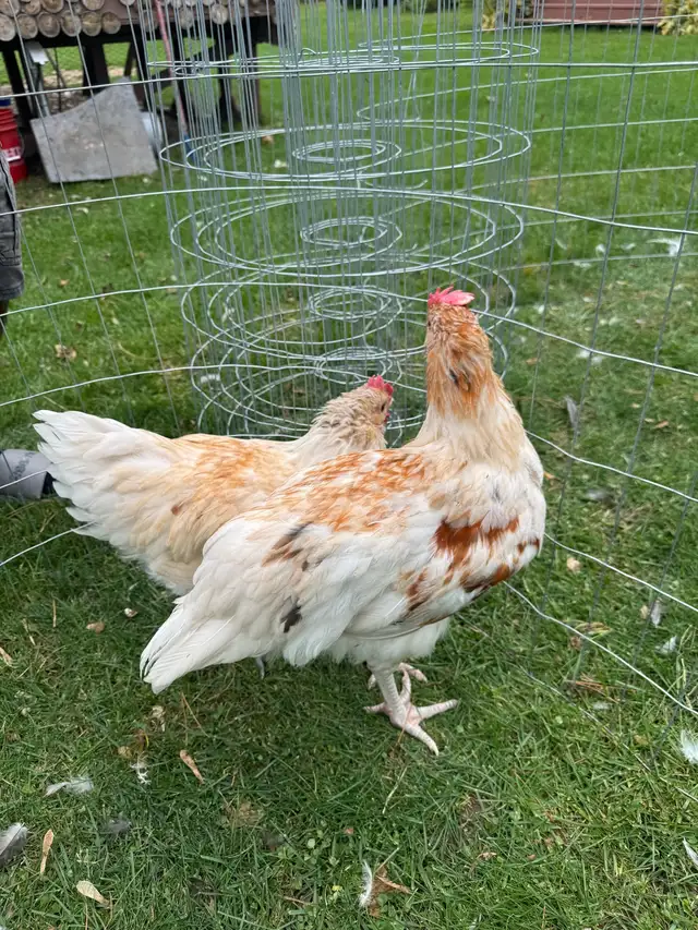 Young Roosters