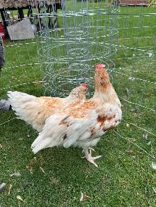Young Roosters