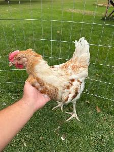 Young Roosters - Photo 2