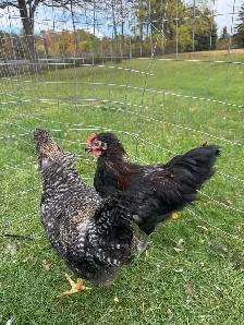 Young Roosters - Photo 3