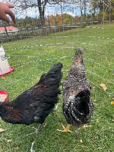 Young Roosters - Photo 4