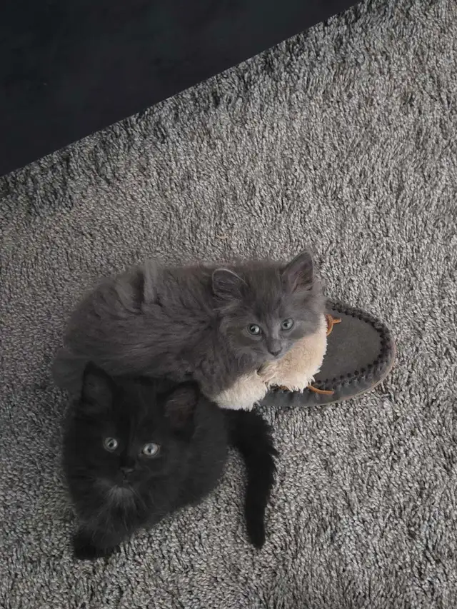 2 Kittens with everything you need