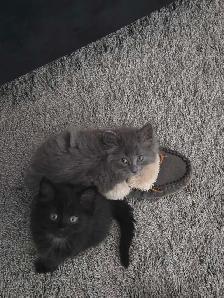 2 Kittens with everything you need
