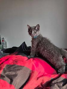 2 Kittens with everything you need - Photo 2