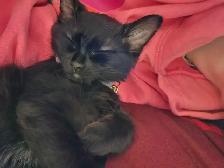 2 Kittens with everything you need - Photo 3