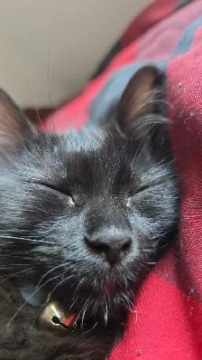 2 Kittens with everything you need - Photo 4