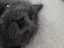 2 Kittens with everything you need - Photo 5