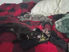 2 Kittens with everything you need - Photo 6