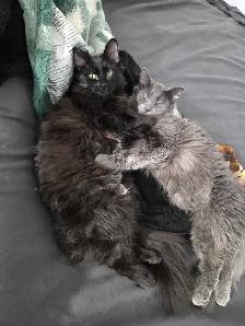 2 Kittens with everything you need - Photo 8