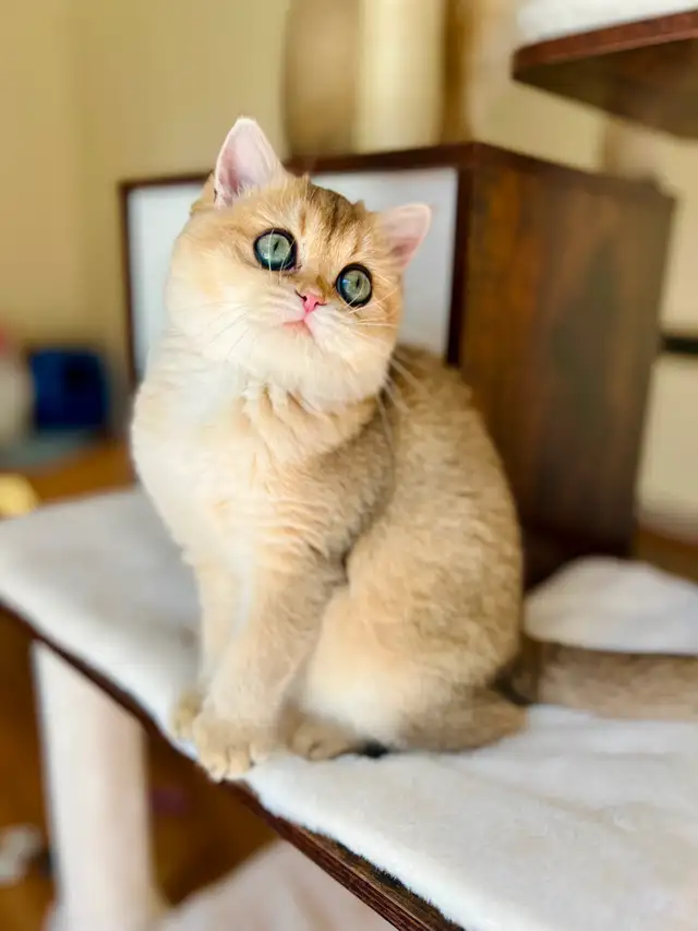 Magnifique petite femelle British Shorthair – LaMajeur Cattery