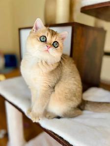 Magnifique petite femelle British Shorthair – LaMajeur Cattery