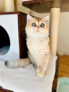 Magnifique petite femelle British Shorthair – LaMajeur Cattery - Photo 2
