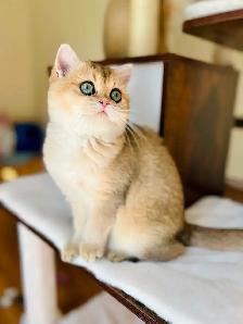 Magnifique petite femelle British Shorthair – LaMajeur Cattery - Photo 3