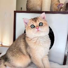 Magnifique petite femelle British Shorthair – LaMajeur Cattery - Photo 4
