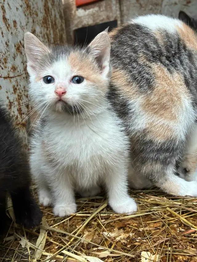 kittens for rehoming