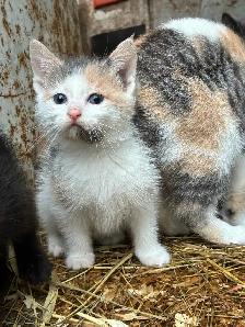 kittens for rehoming