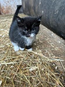 kittens for rehoming - Photo 2