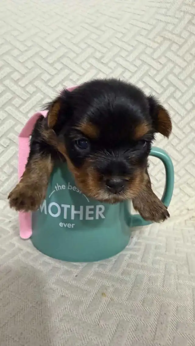 Yorkie puppy