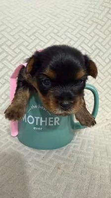 Yorkie puppy
