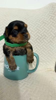Yorkie puppy - Photo 2