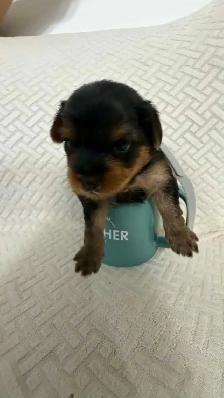 Yorkie puppy - Photo 3