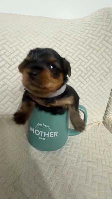 Yorkie puppy - Photo 4