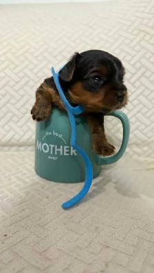 Yorkie puppy - Photo 5