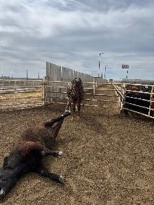 feedlot miles - Photo 3