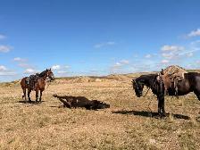 feedlot miles - Photo 4