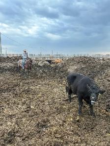 feedlot miles - Photo 5