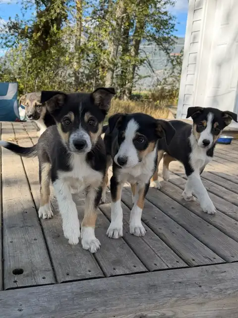 Border Collie Pups $50