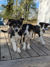 Border Collie Pups $50