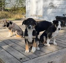 Border Collie Pups $50 - Photo 2