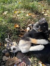 Border Collie Pups $50 - Photo 3