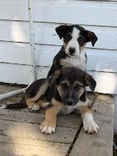 Border Collie Pups $50 - Photo 4