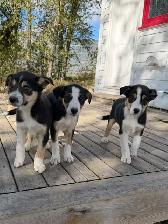 Border Collie Pups $50 - Photo 5
