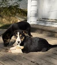 Border Collie Pups $50 - Photo 6