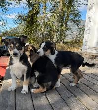 Border Collie Pups $50 - Photo 7