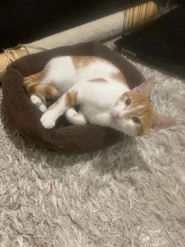 BABY CAT / BEBE CHAT