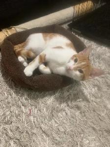 BABY CAT / BEBE CHAT