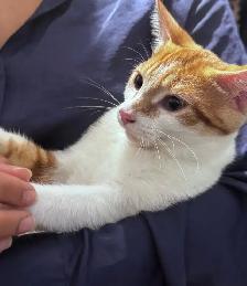 BABY CAT / BEBE CHAT - Photo 2