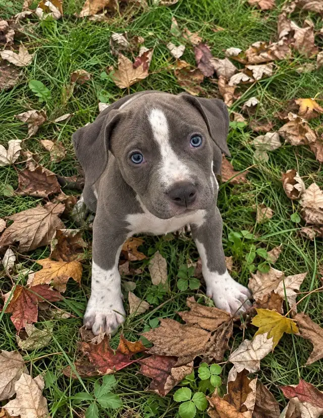 American Bulldog Puppy