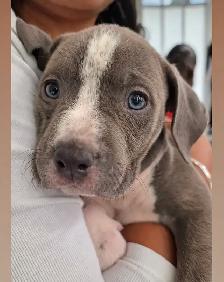 American Bulldog Puppy - Photo 2