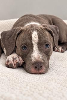 American Bulldog Puppy - Photo 3