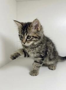 Magestic Ragdoll Mix Kitten - Photo 2